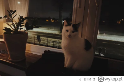 J_Dilla - Chrupek aka Von Chrupsztajn 
#kot #kitku #pokazkota #koty