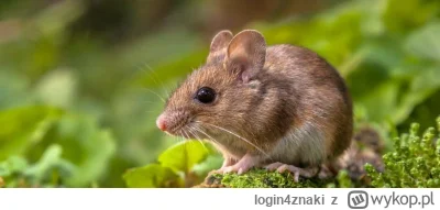 login4znaki - Siema, która myszka najlepsza (chcę używana do 200zł i tylko bezprzewod...