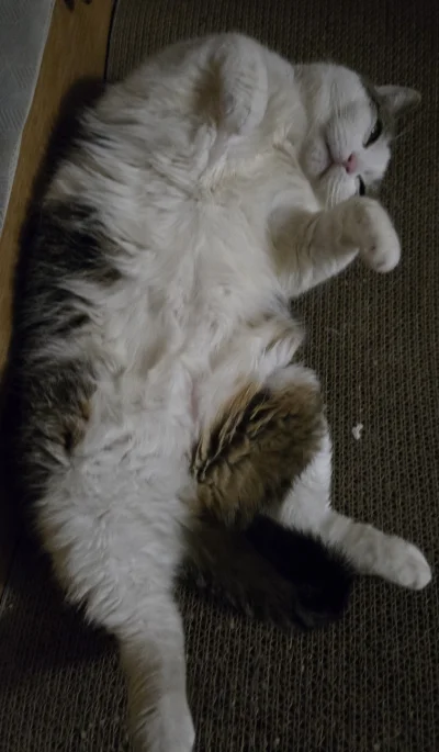 Solsith - #pokazkota #spaslak gapisz mi się na bebech?( ͡º ͜ʖ͡º)
Zerknąłem tylko( ͡° ...