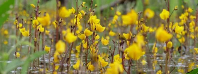 Apaturia - Kwiaty pływacza zwyczajnego: