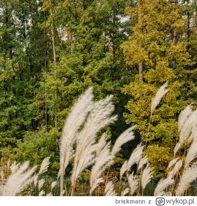 briskmann - 65 193,66 - 10,58 = 65 183,08

Dzisiejsze biegi po lasach Gdyni. Dobra po...