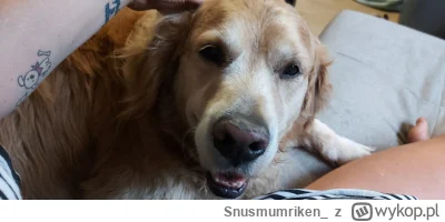 Snusmumriken_ - @wykolejony Miziane caly czas :3