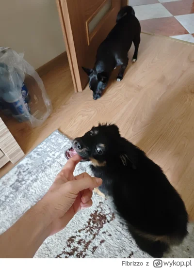 Fibrizzo - @Fibrizzo: