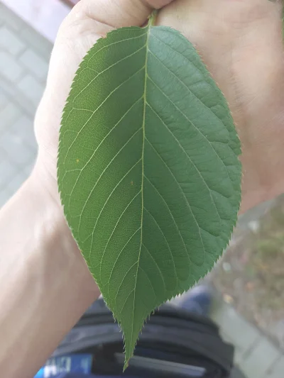 bluejay - Czy ktoś na podstawie wyglądu liścia jest mi w stanie powiedzieć co to za d...