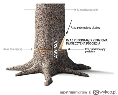 mpetrumnigrum - . #pracbaza #wypadek #jakumierasiewlesie #las #gruparatowaniapoziomu
...