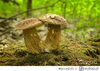 MarcinE45 - plujesz plusujesz
#famemma