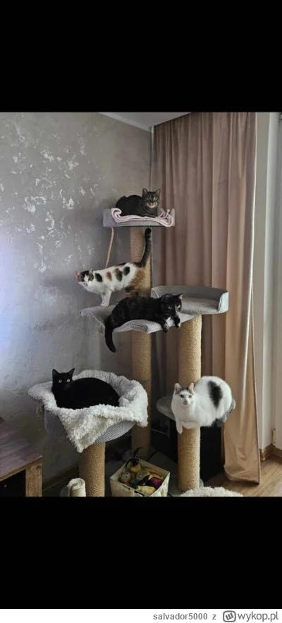 salvador5000 - @swinka_morska