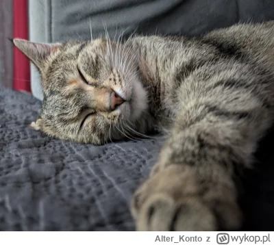 Alter_Konto - Złap za łapkę #pokazkota