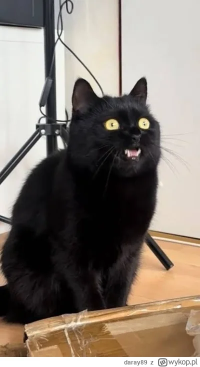 daray89 - #codziennykotopetany #dziwnekotki