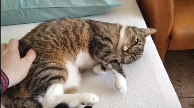 corsa900 - Człowiek, jaki 1 września? Ja do żadnej szkoły nie idę!

#koty #pokazkota ...