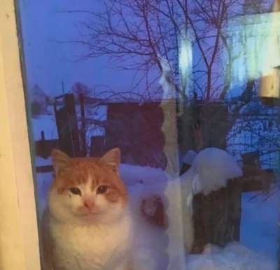 Atreyu - Wpuszczać?

#koty #kitku #pytanie