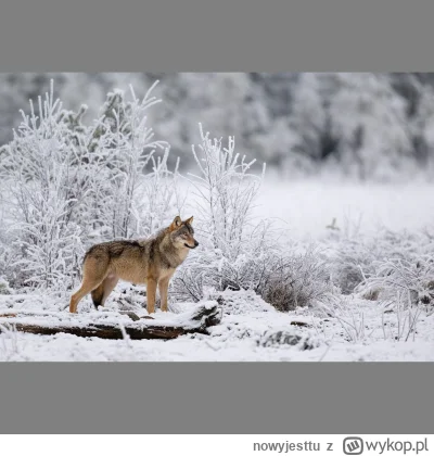 nowyjesttu - Euroazjatycki Wilk Szary w podczas zimy w Finlandii.

#finlandia #zwierz...