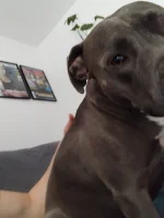 WolvvloW - #psiarze #psy

Dobra, nikogo to nie obchodzi, ale też się wypowiem. 

Umie...