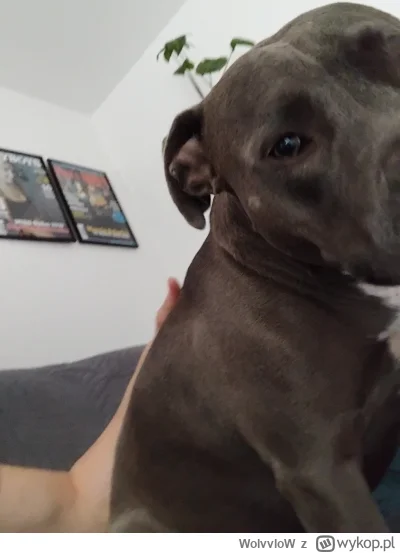 WolvvloW - #psiarze #psy

Dobra, nikogo to nie obchodzi, ale też się wypowiem. 

Umie...