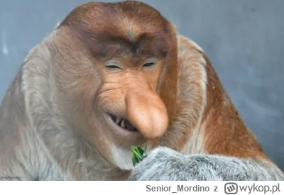 Senior_Mordino - @murdoc: Pierwsza myśl, że dwie takie porcje bym o--------ł. Ale sko...