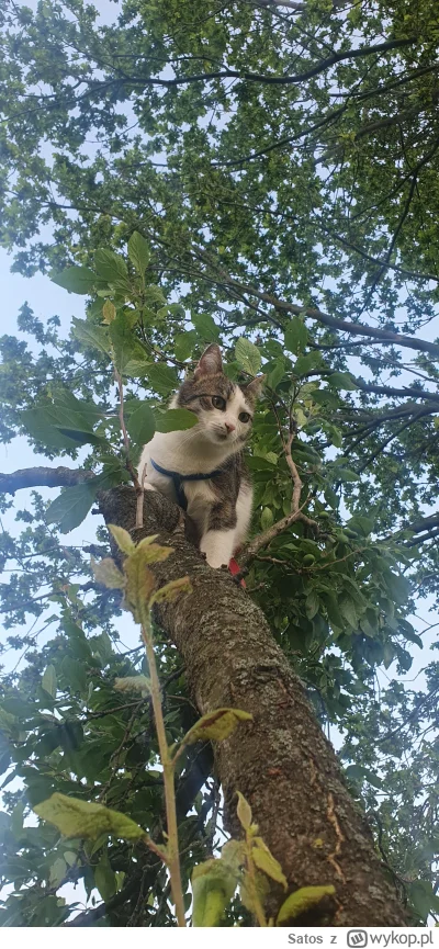 Satos - Drzewo to dżungla 
#kotdrzewny #pokazkota
