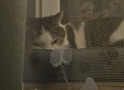 Solsith - #pokazkota #spaslak pixel art foch( ͡° ͜ʖ ͡°)