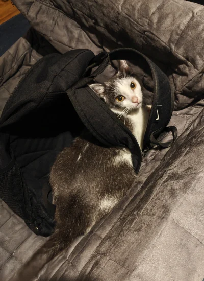 luciditygone - Drodzu ludzia, 
kochaciu psa bardzie
niz ja odchodzu żegnajci 

#pokza...