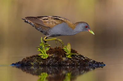 Lifelike - Zielonka (Zapornia parva)
Głos
Autor
#photoexplorer #fotografia #ornitolog...