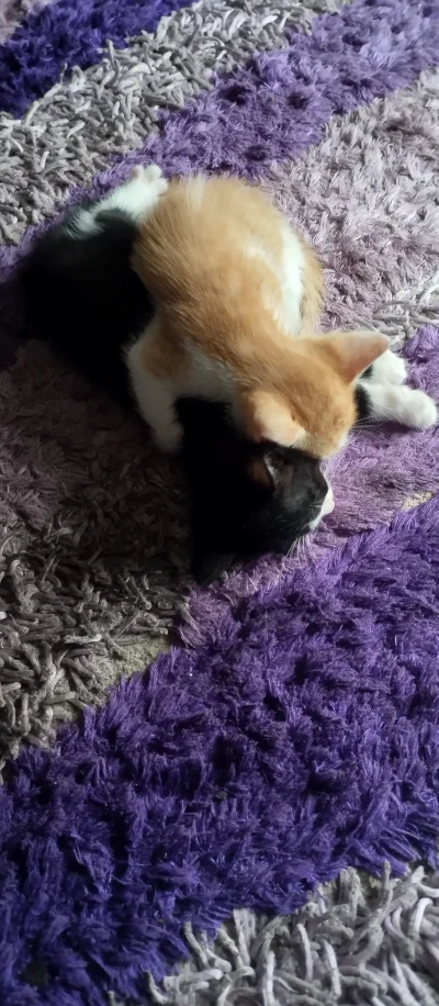 BlancheBarton - #koty #pokazkota 
Miłość (｡◕‿‿◕｡)