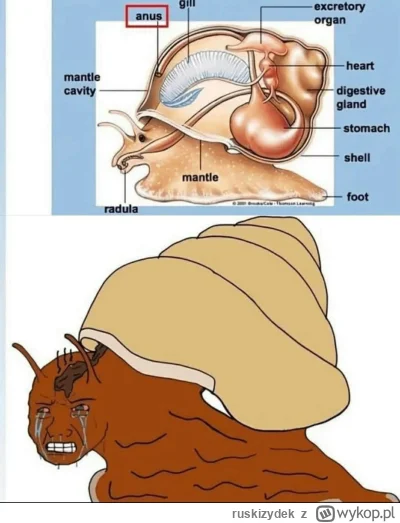 ruskizydek - #heheszki #biologia