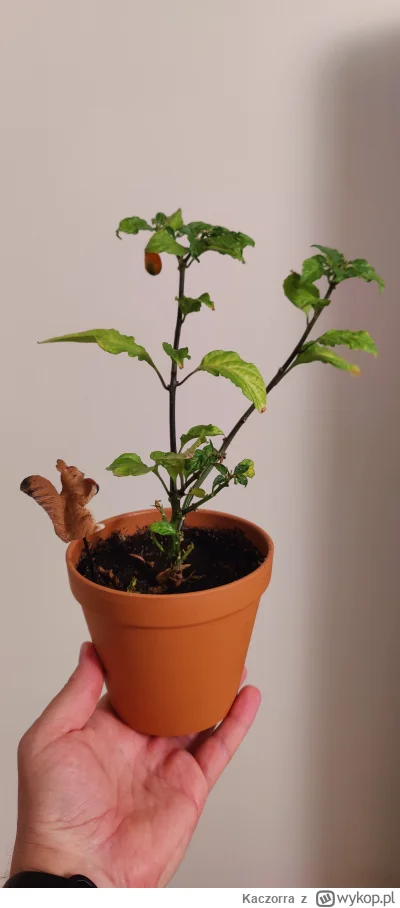 Kaczorra - @gobi12: piękne zbiory! Ja w ostatniej wykopace dostałem od @chybaDapi zes...