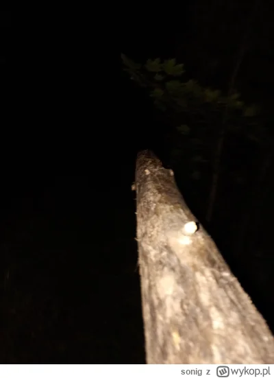 sonig - niosę na ramieniu kłodę z lasu POV

#przegryw