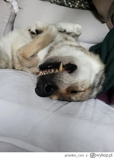 pranko_csv - @Krzysiekj220 tak ledwo zipie