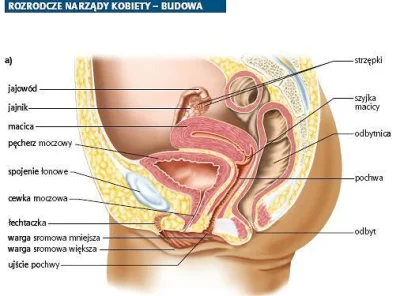 Mysiekpysiek - #anatomia #biologia  #rozowepaski #pytanie 

Czy podczas defekacji czu...