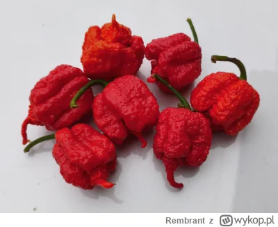 Rembrant - Zapraszam do #rozdajo jednej z najostrzejszych papryczek na świecie osiąga...