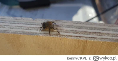 kennyCKPL - A wczoraj przyleciała do mnie pszczoła bez tułowia.