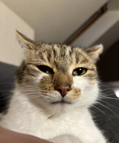 wybryk_natury - Kotek, jaki jest, każdy widzi
#pokazkota #kitku #brunofanclub