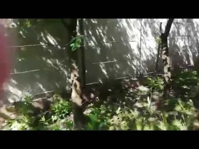 Exit25 - #kononowicz #patostreamy 
Patrzcie na to podstępny lisi rudy lateksiarz już ...