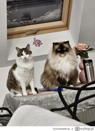 koronawirus - Jaś i Małgosia ʕ•ᴥ•ʔ
#pokazkota #smiesznypiesek #koty