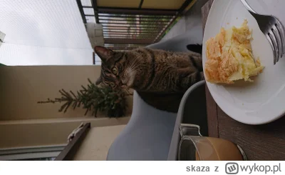 skaza - #koty