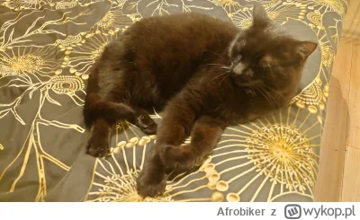 Afrobiker - @Afrobiker