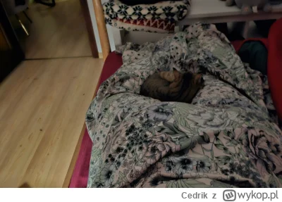 Cedrik - I jeszcze jedno spanko.

Jestem obłożony kotami (ʘ‿ʘ)