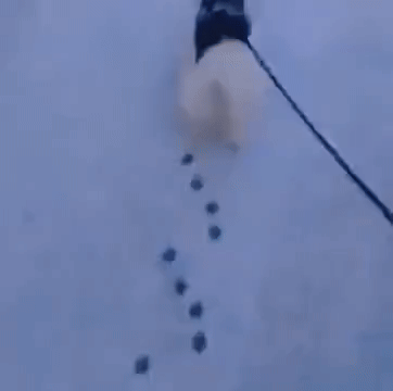 Arvin - #smiesznypiesek #psy