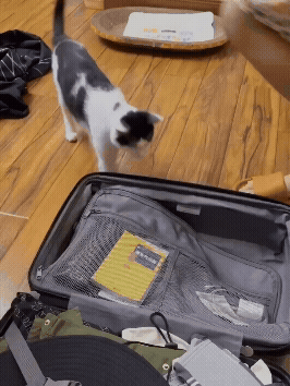 jestemtakizmeczony - @jestemtakizmeczony:
wideo: kotki z adhd (2)
https://streamable....