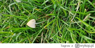 Tagros - #psylobicyna #grzyby #narkotykizawszespoko
Czy to ten sławny grzyb? 
Pytam z...