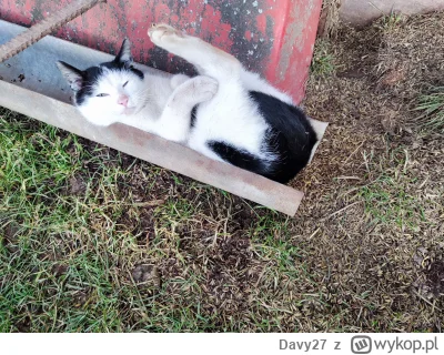 Davy27 - #koty #pokazkota
Mam niedrożną rynnę. Ktoś wie czym się to udrażnia?