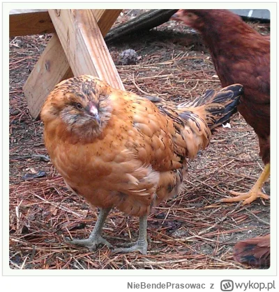 NieBendePrasowac - >Kurosowie

@Mega_Smieszek: :D