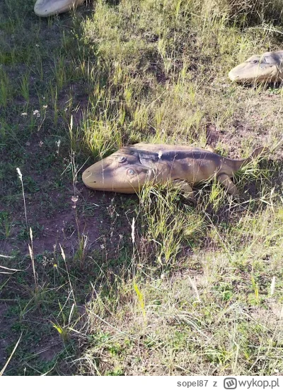 sopel87 - @Everet: tymczasem dinozaury znalezione (znajdywane) w Polsce: