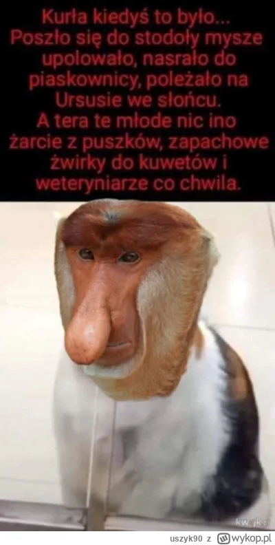 uszyk90 - #heheszki #koty #smiesznekotki