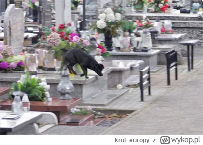 krol_europy - psiarze to podludzie - change my mind