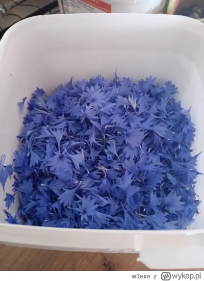 w3exe - Będzie winko z bławatka ( ͡º ͜ʖ͡º)
#winodomowejroboty #wino