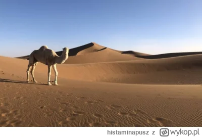 histaminapusz - 6:09 na Mirko