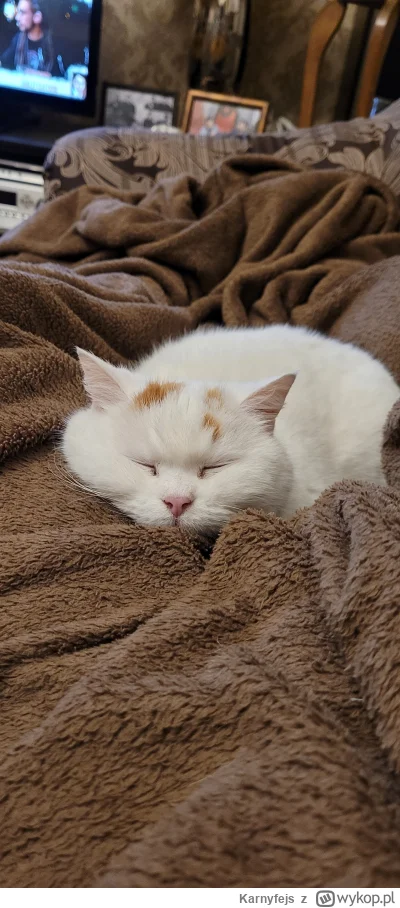 Karnyfejs - Czas na spanko

#kot #koty