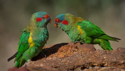 Lifelike - Lorysa piżmowa (Glossopsitta concinna)
Autor
#photoexplorer #fotografia #o...