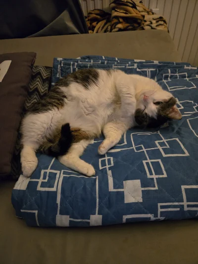 Solsith - #pokazkota #spaslak świeże powietrze ją wykończy, jak byłem w robocie pół d...